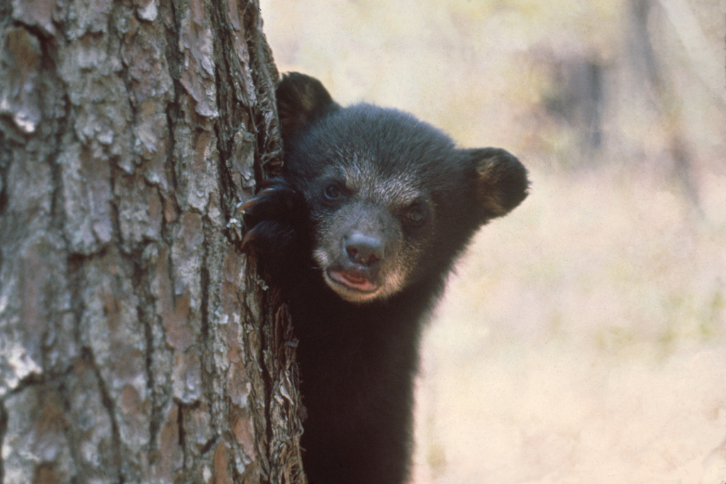 Florida Black Bear